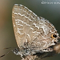 Theclinesthes onycha (Cycad Blue)<br />Canon EOS KDX (400D) + EFS60 F2.8
